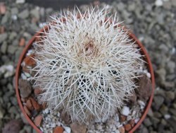 Echinocereus dasyacanthus Brewster pot 6,5 cm - 12402357