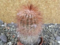 Echinocereus bayleyi DJF 1327 Oklahoma Park pot 5,5 cm