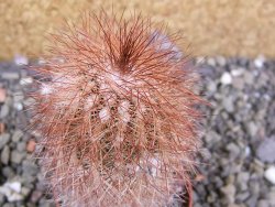 Echinocereus bayleyi DJF 1327 Oklahoma Park pot 5,5 cm - 12402359