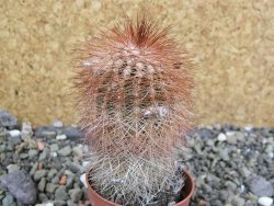 Echinocereus bayleyi DJF 1327 Oklahoma Park pot 5,5 cm - 12402360