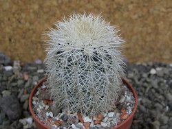 Echinocereus dasyacanthus Brewster pot 6,5 cm