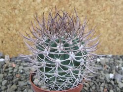 Pyrrhocactus bulbocalyx, pot 5,5 cm - 12402371