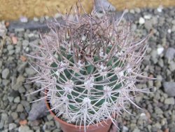 Pyrrhocactus bulbocalyx, pot 5,5 cm - 12402372