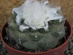 Copiapoa hypogea Lizard skin pot 6,5 cm - 12402374