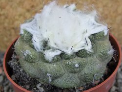 Copiapoa hypogea Lizard skin pot 6,5 cm - 12402376