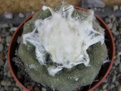 Copiapoa hypogea Lizard skin pot 6,5 cm - 12402377