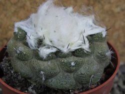 Copiapoa hypogea Lizard skin pot 6,5 cm - 12402378