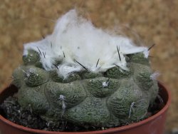 Copiapoa hypogea Lizard skin pot 6,5 cm - 12402379