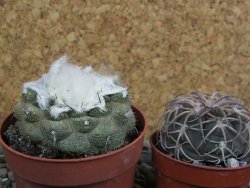 Copiapoa hypogea Lizard skin pot 6,5 cm - 12402380