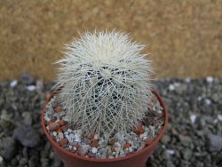 Echinocereus dasyacanthus Brewster pot 6,5 cm - 12402381