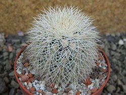 Echinocereus dasyacanthus Brewster pot 6,5 cm