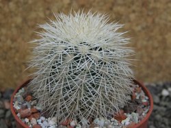 Echinocereus dasyacanthus Brewster pot 6,5 cm - 12402383