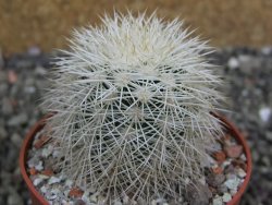 Echinocereus dasyacanthus Brewster pot 6,5 cm - 12402384