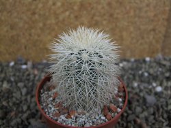 Echinocereus dasyacanthus Brewster pot 6,5 cm - 12402385