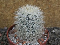 Echinocereus dasyacanthus Brewster pot 6,5 cm