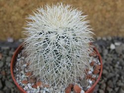 Echinocereus dasyacanthus Brewster pot 6,5 cm - 12402387