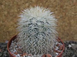 Echinocereus dasyacanthus Brewster pot 6,5 cm - 12402388