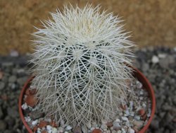 Echinocereus dasyacanthus Brewster pot 6,5 cm - 12402389