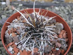 Echinocereus fendleri Petritisch Forest pot 6,5 cm