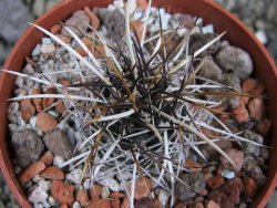 Echinocereus fendleri Petritisch Forest pot 6,5 cm - 12402391