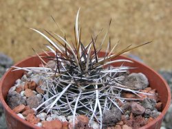 Echinocereus fendleri Petritisch Forest pot 6,5 cm - 12402392