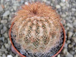 Echinocereus reichenbachii, pot 5,5 cm