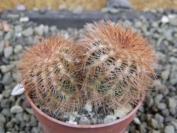 Echinocereus reichenbachii, pot 5,5 cm