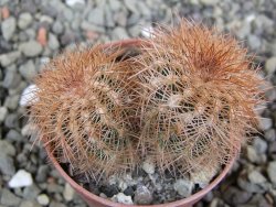 Echinocereus reichenbachii, pot 5,5 cm - 12402399