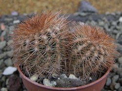 Echinocereus reichenbachii, pot 5,5 cm - 12402400