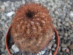 Echinocereus reichenbachii, pot 5,5 cm - 12402402