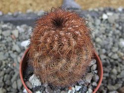 Echinocereus reichenbachii, pot 5,5 cm - 12402403