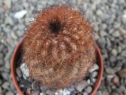 Echinocereus reichenbachii, pot 5,5 cm - 12402404