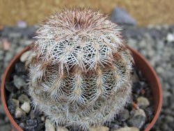 Echinocereus reichenbachii, pot 6,5 cm