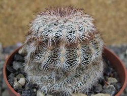 Echinocereus reichenbachii, pot 6,5 cm - 12402406