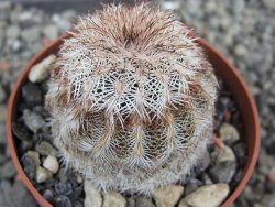 Echinocereus reichenbachii, pot 6,5 cm - 12402407