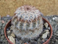 Echinocereus reichenbachii, pot 6,5 cm - 12402408