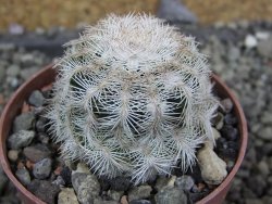 Echinocereus reichenbachii albispinus x bayleyi pot 6,5 cm