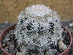 Echinocereus reichenbachii albispinus x bayleyi pot 6,5 cm - 12402417