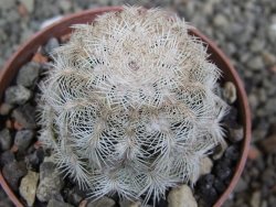 Echinocereus reichenbachii albispinus x bayleyi pot 6,5 cm - 12402418