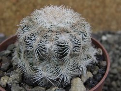 Echinocereus reichenbachii albispinus x bayleyi pot 6,5 cm - 12402419