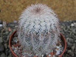 Echinocereus reichenbachii albispinus x bayleyi pot 6,5 cm - 12402420