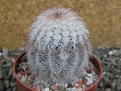 Echinocereus reichenbachii albispinus x bayleyi pot 6,5 cm