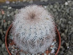 Echinocereus reichenbachii albispinus x bayleyi pot 6,5 cm - 12402422