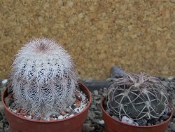 Echinocereus reichenbachii albispinus x bayleyi pot 6,5 cm - 12402423