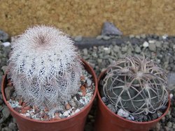 Echinocereus reichenbachii albispinus x bayleyi pot 6,5 cm - 12402424