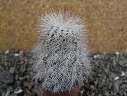 Echinocereus reichenbachii albispinus x bayleyi pot 5,5 cm - 12402425