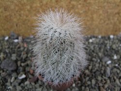 Echinocereus reichenbachii albispinus x bayleyi pot 5,5 cm