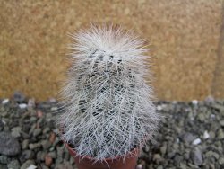 Echinocereus reichenbachii albispinus x bayleyi pot 5,5 cm - 12402427