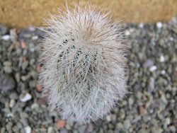 Echinocereus reichenbachii albispinus x bayleyi pot 5,5 cm - 12402428