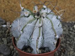 Astrophytum capricorne bílé pot 7 cm